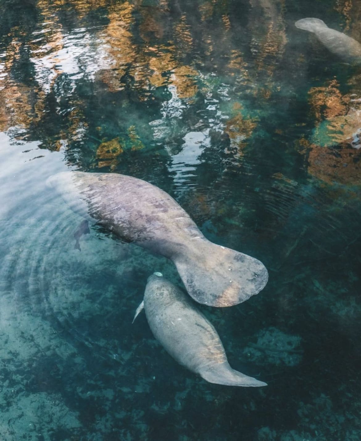 Manatee mother and calf