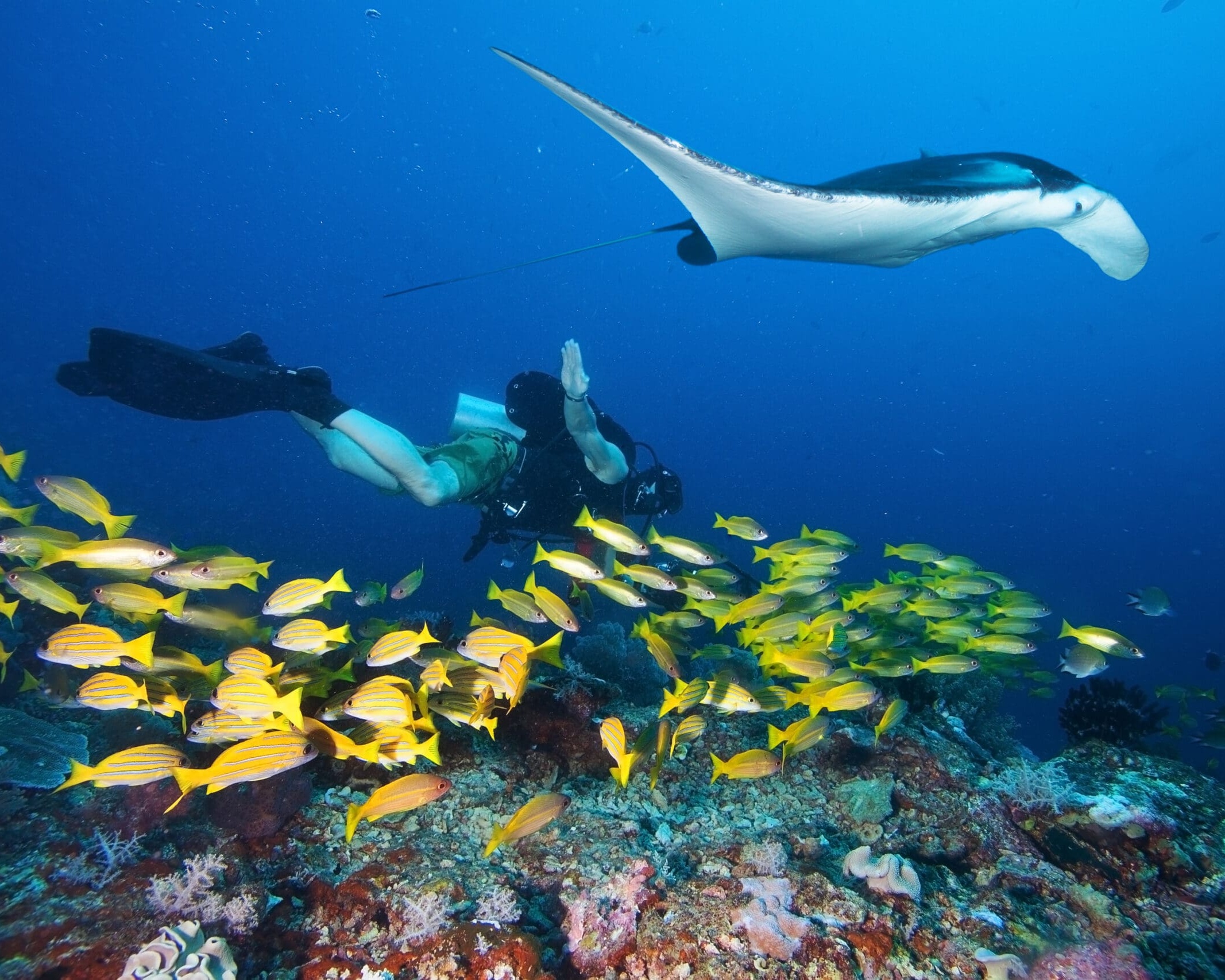 Diver swims with manta ray, Mozambique