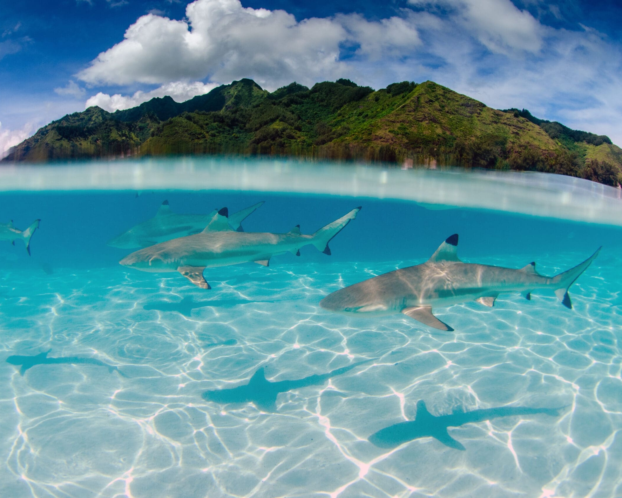 Black Tip Reef Sharks Swim Around Moorea in French Polynesia