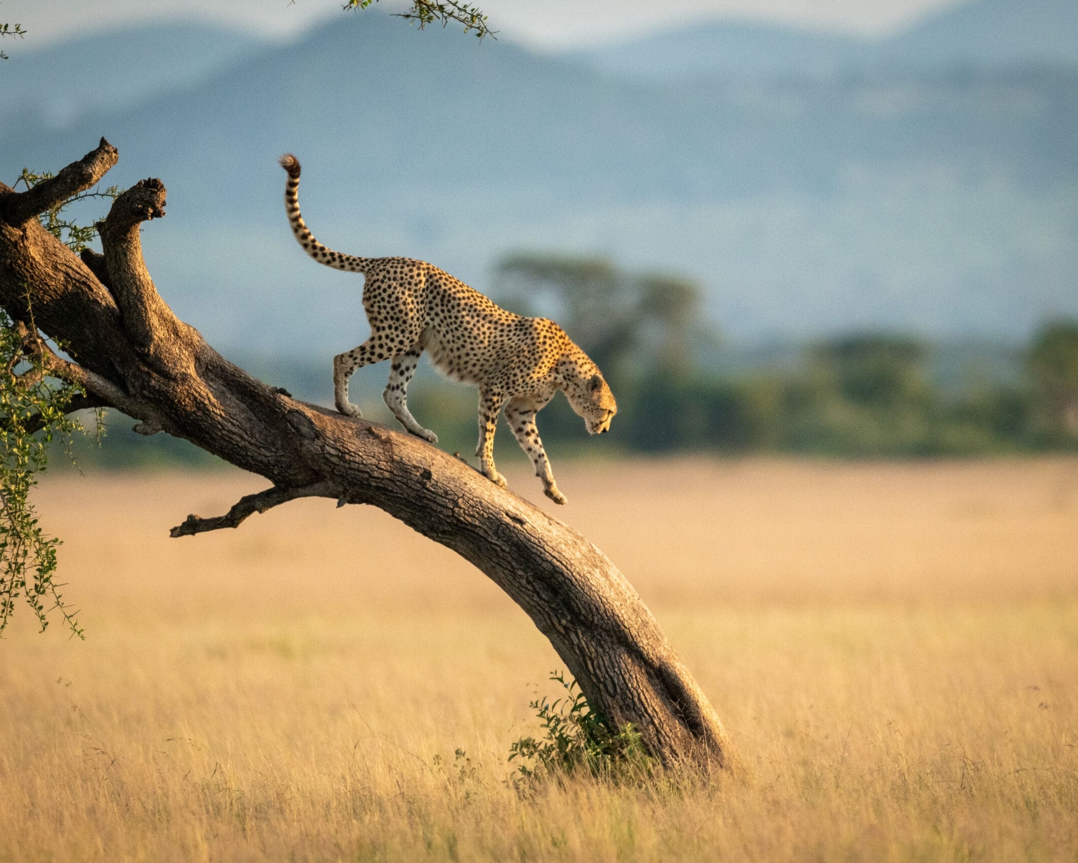 Cheetah walks down twisted tree in savannah, Tanzania