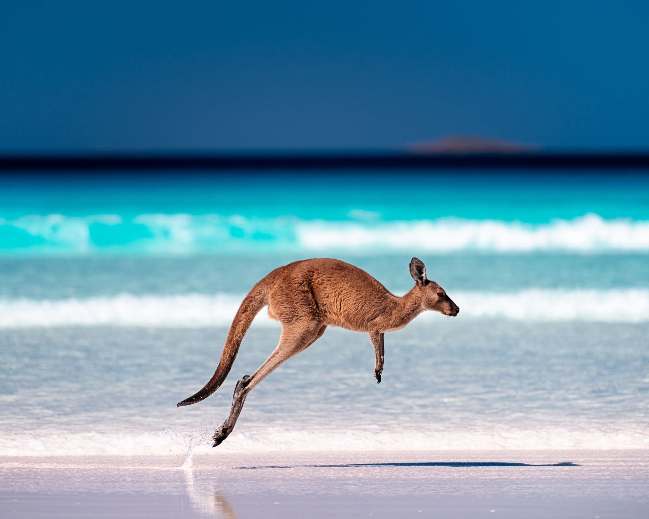 angaroo hopping / jumping mid air on sand near the surf on the beach at Lucky Bay, Cape Le Grand National Park, Esperance, Western Australia