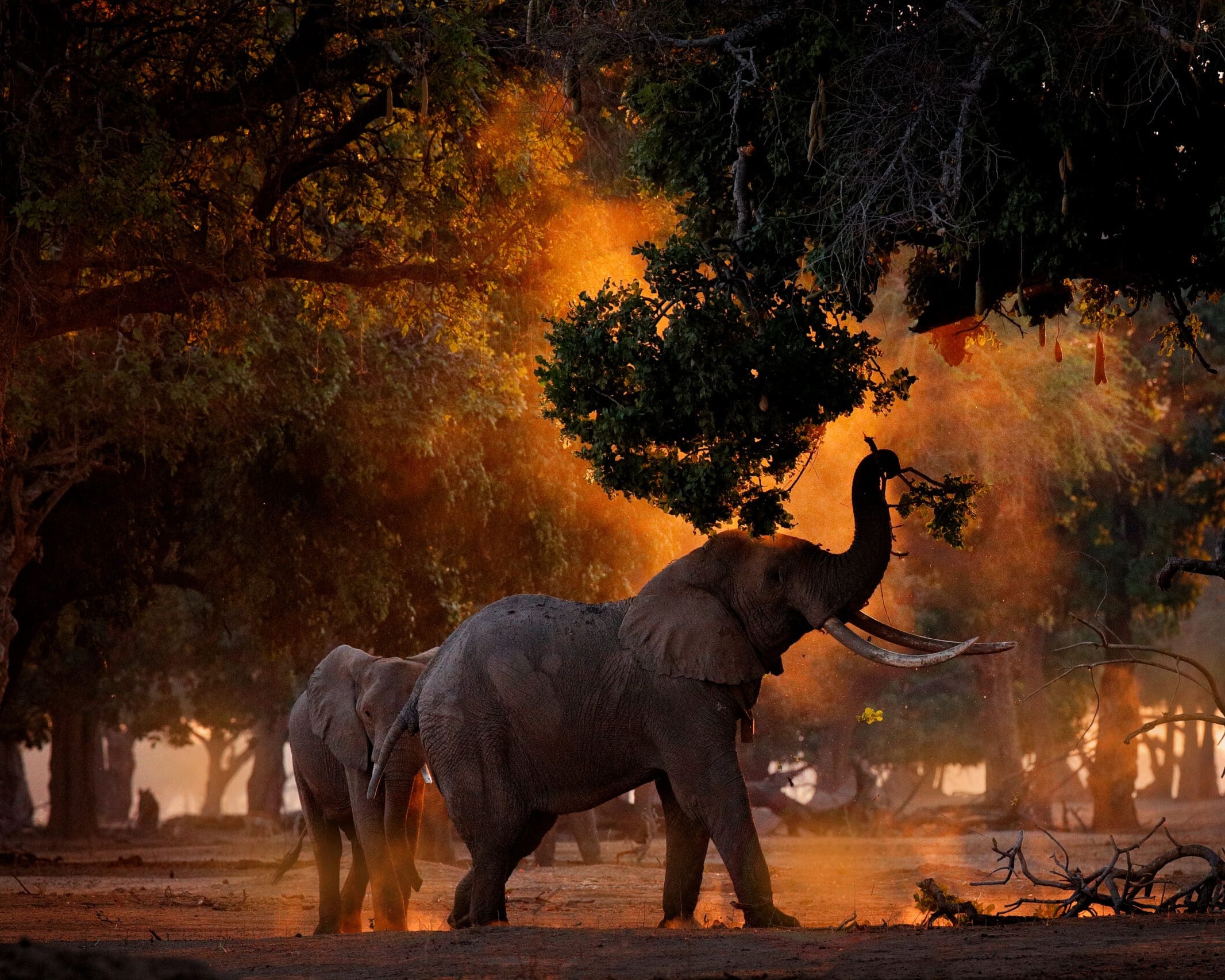Elephants at mana pools national park, zimbabwe