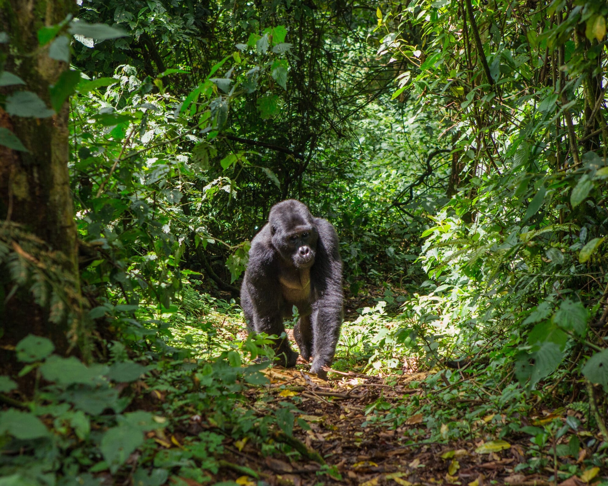 Dominant male mountain gorilla in rainforest. Uganda. Bwindi Imp