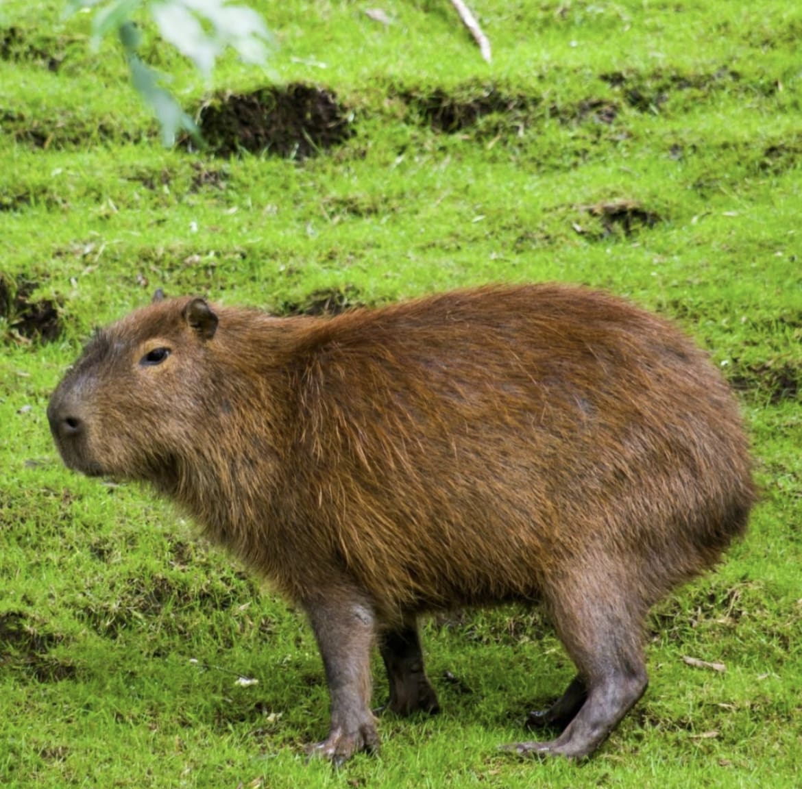 Wild capybara