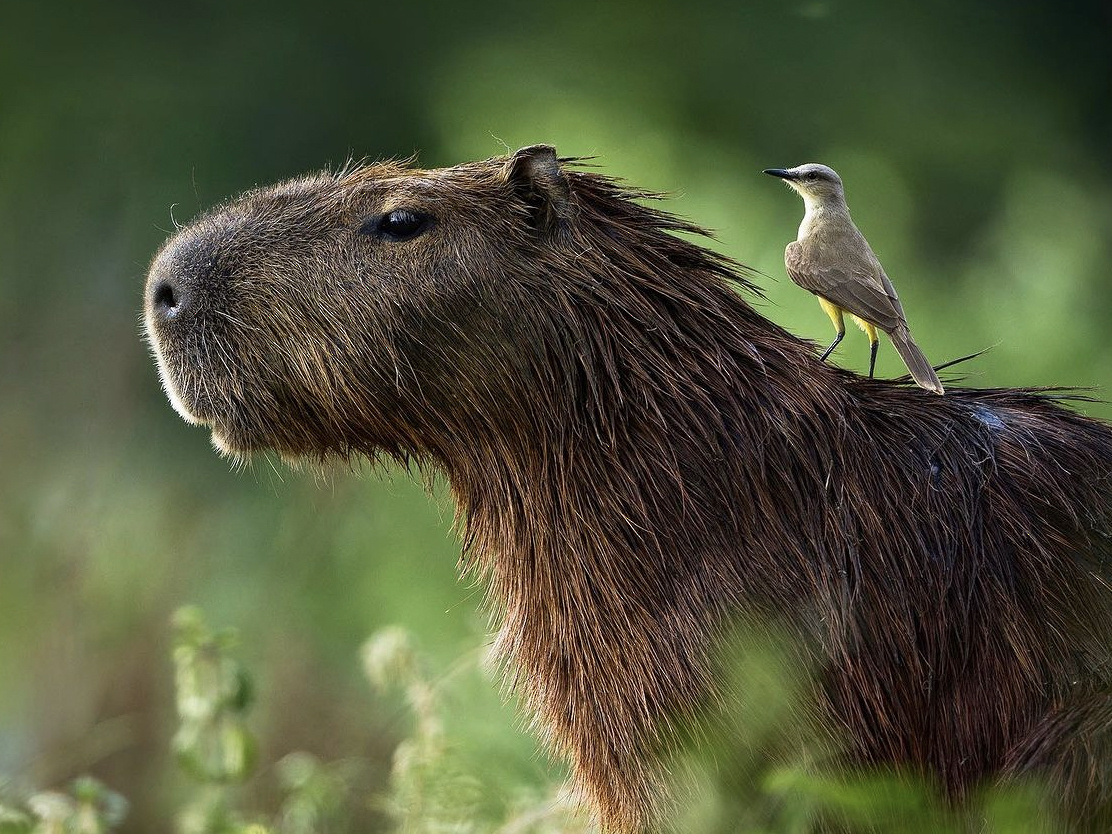 Capybara and bird
