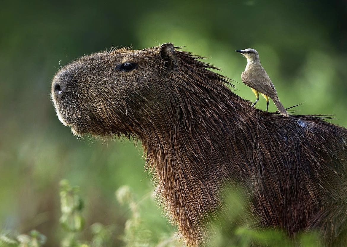 Capybara and bird