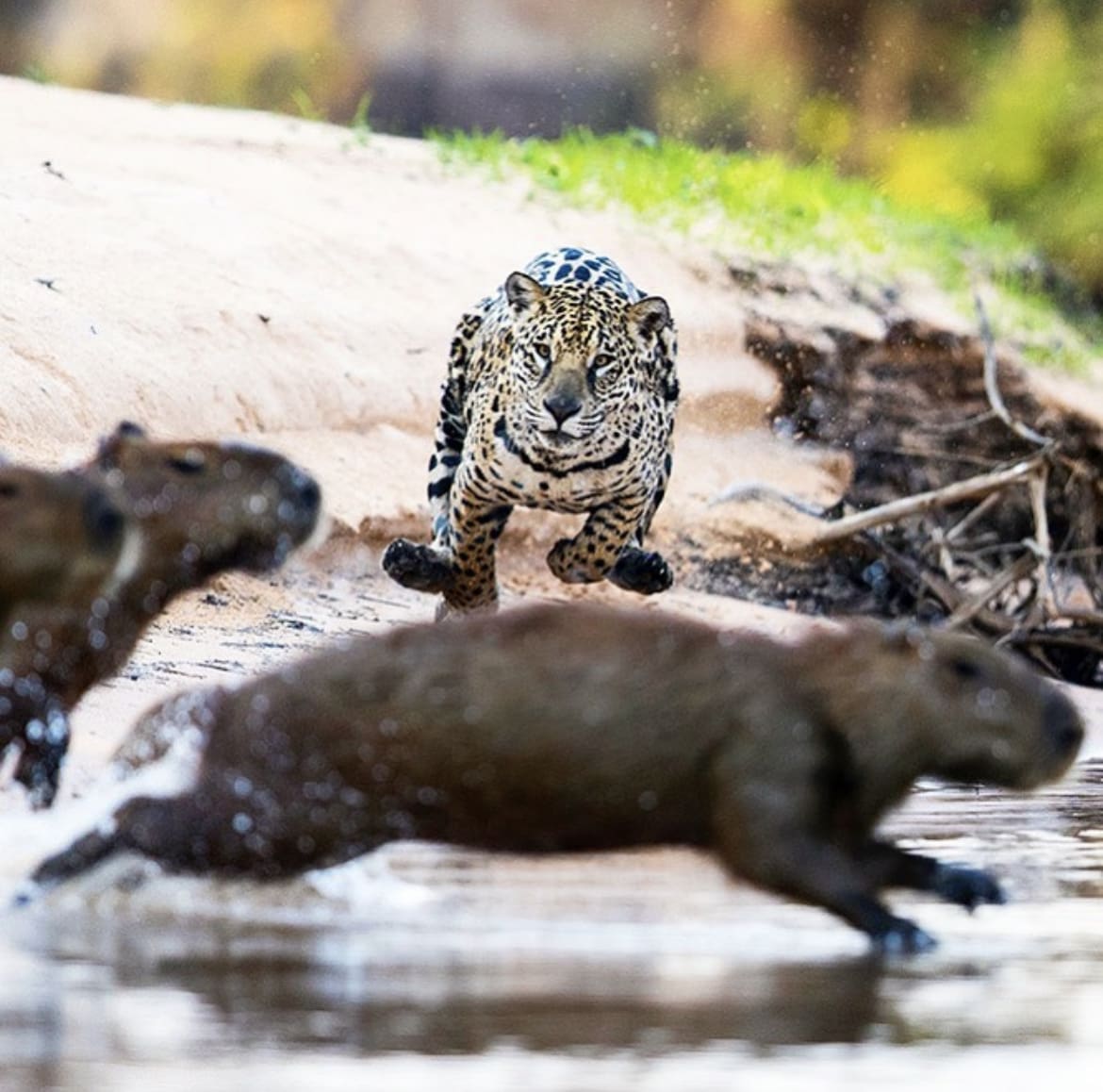 Jaguar hunting capybara
