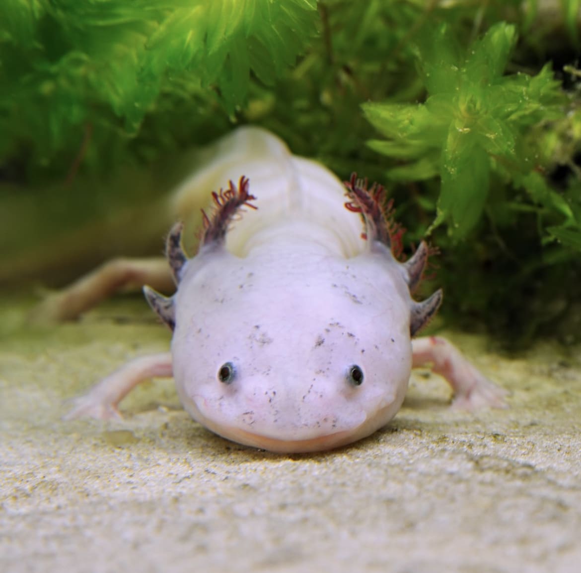 White axolotl