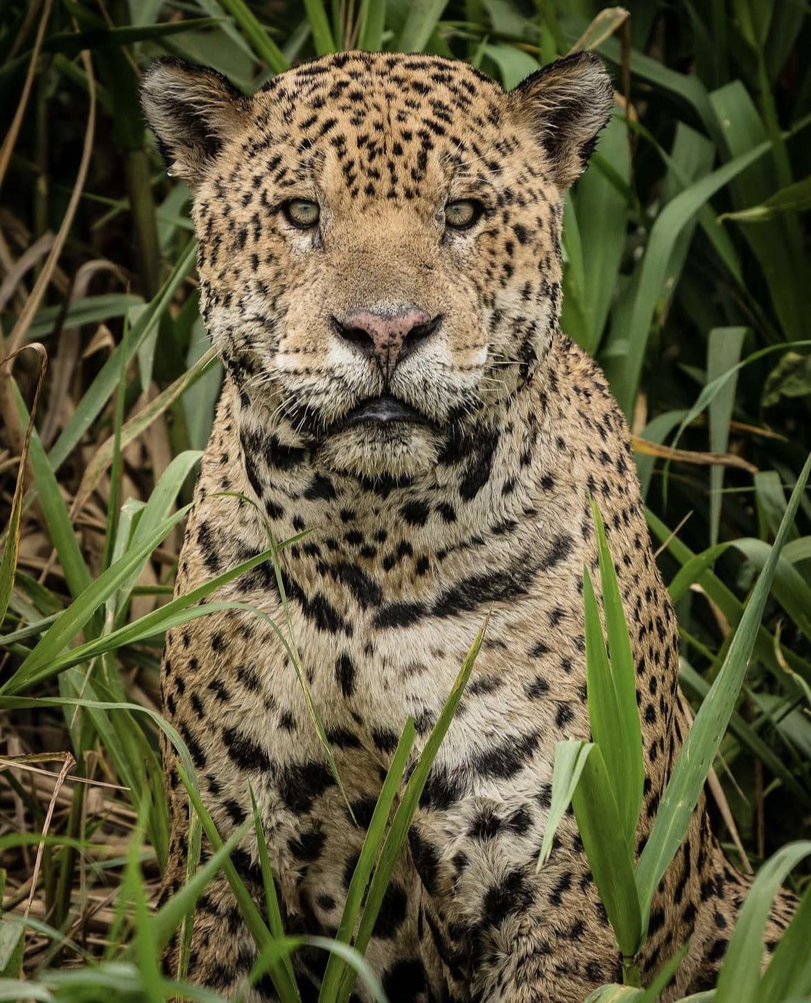 Large male jaguar