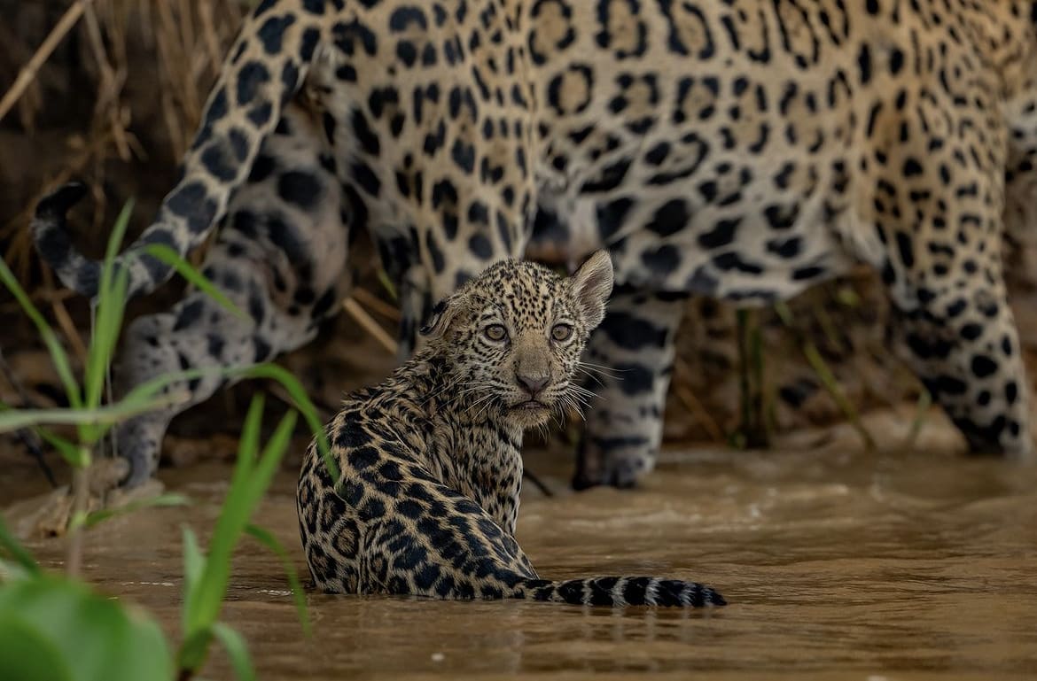 big cats in the pantanal