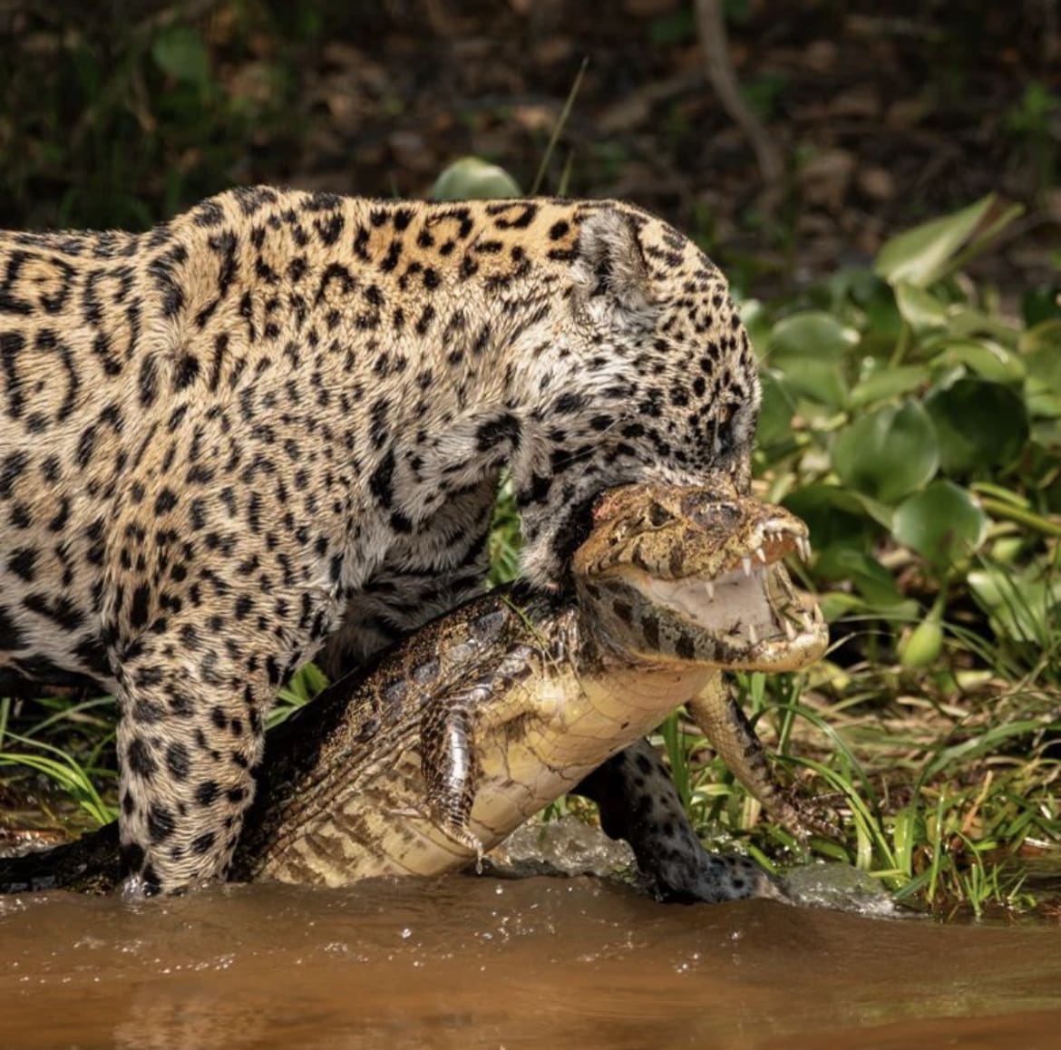 Jaguar rating caiman