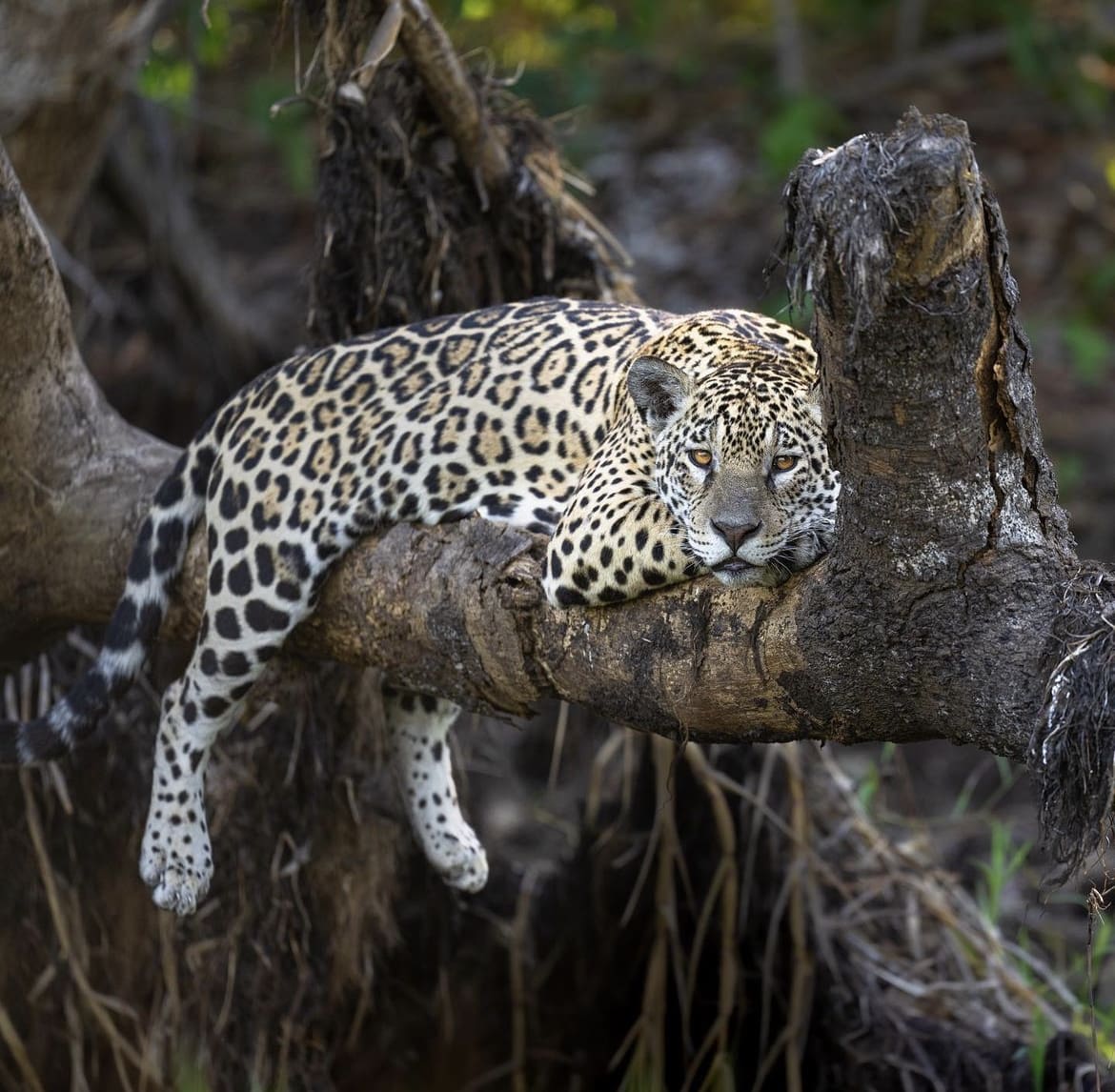 Jaguar in a tree