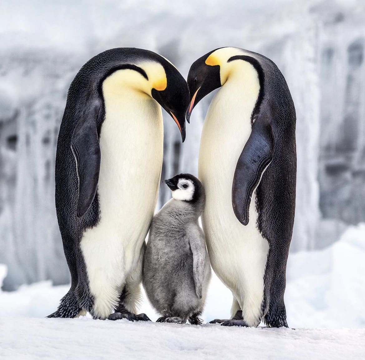 Emperor penguin family