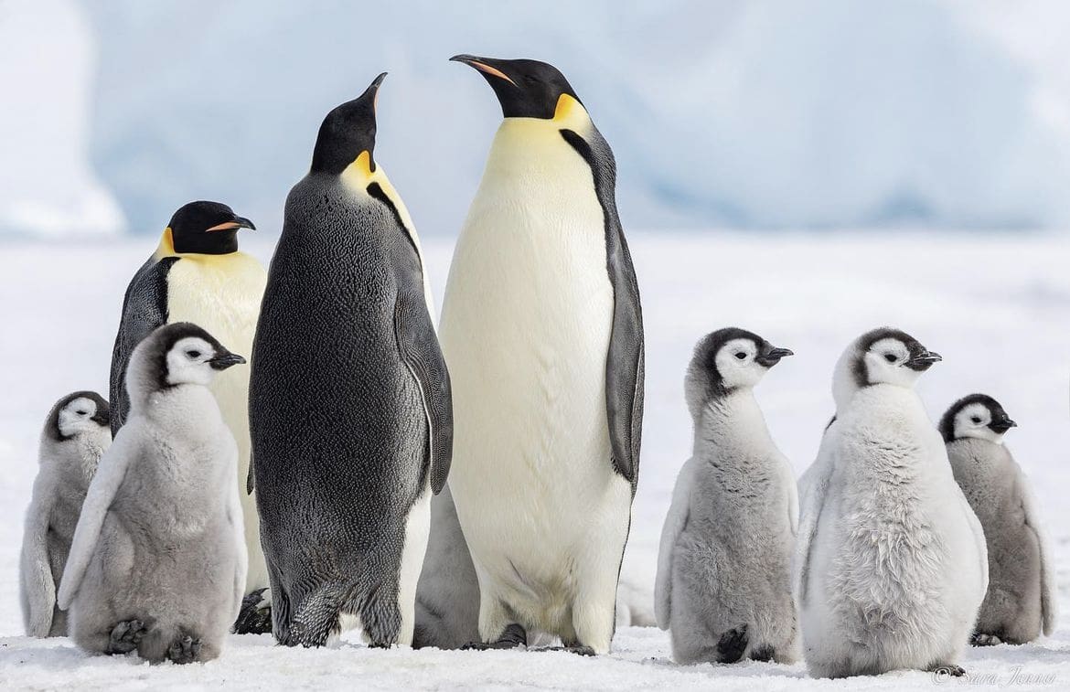 Emperor Penguin Colony