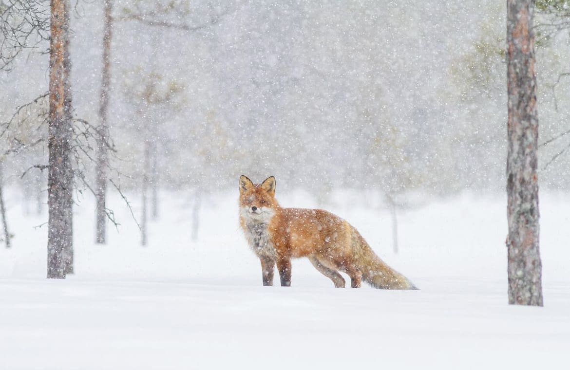 Swedish Fox, exploring the snow