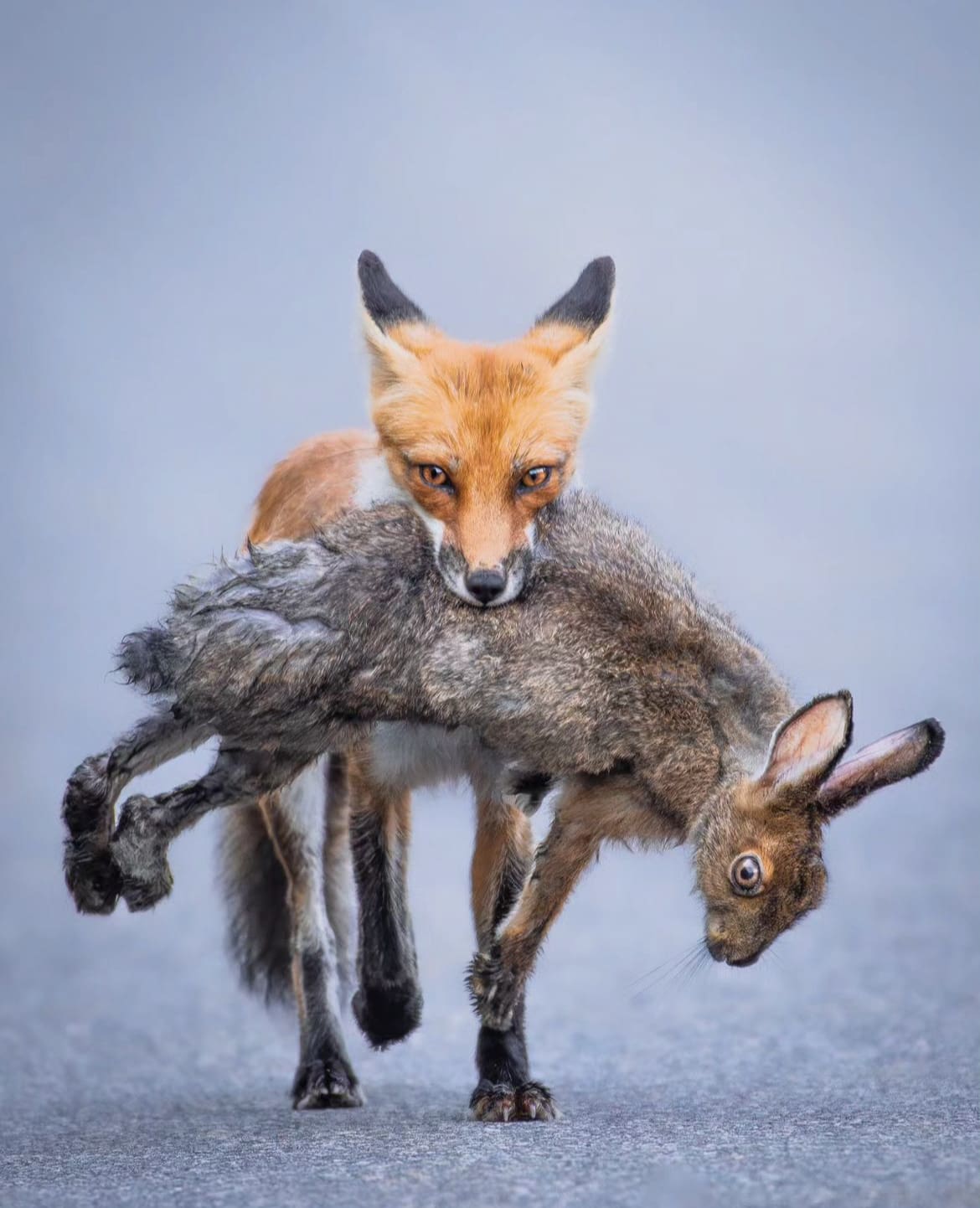 Rex fox hunting rabbit