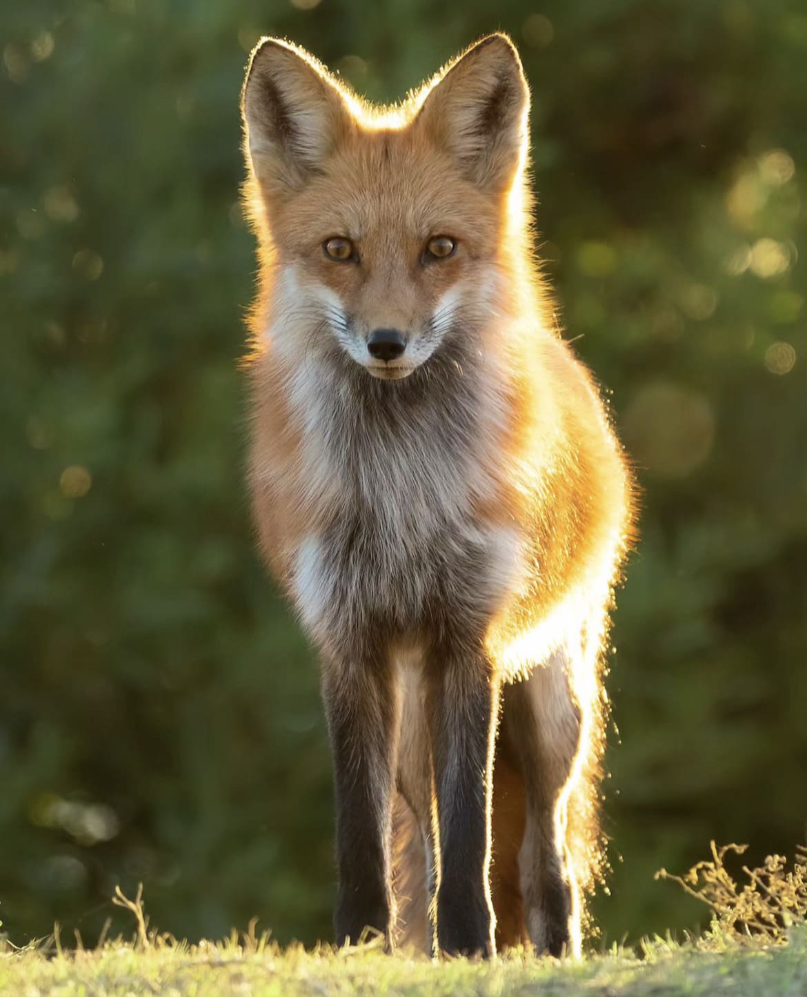 Fox in the golden sunlight