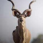 20 Majestic Antelope Species in Africa
