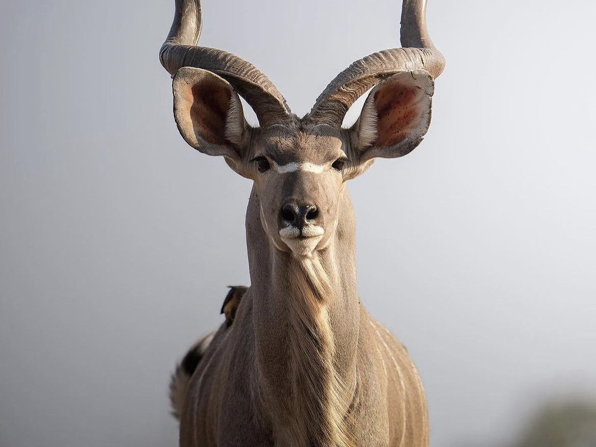 The Kudu