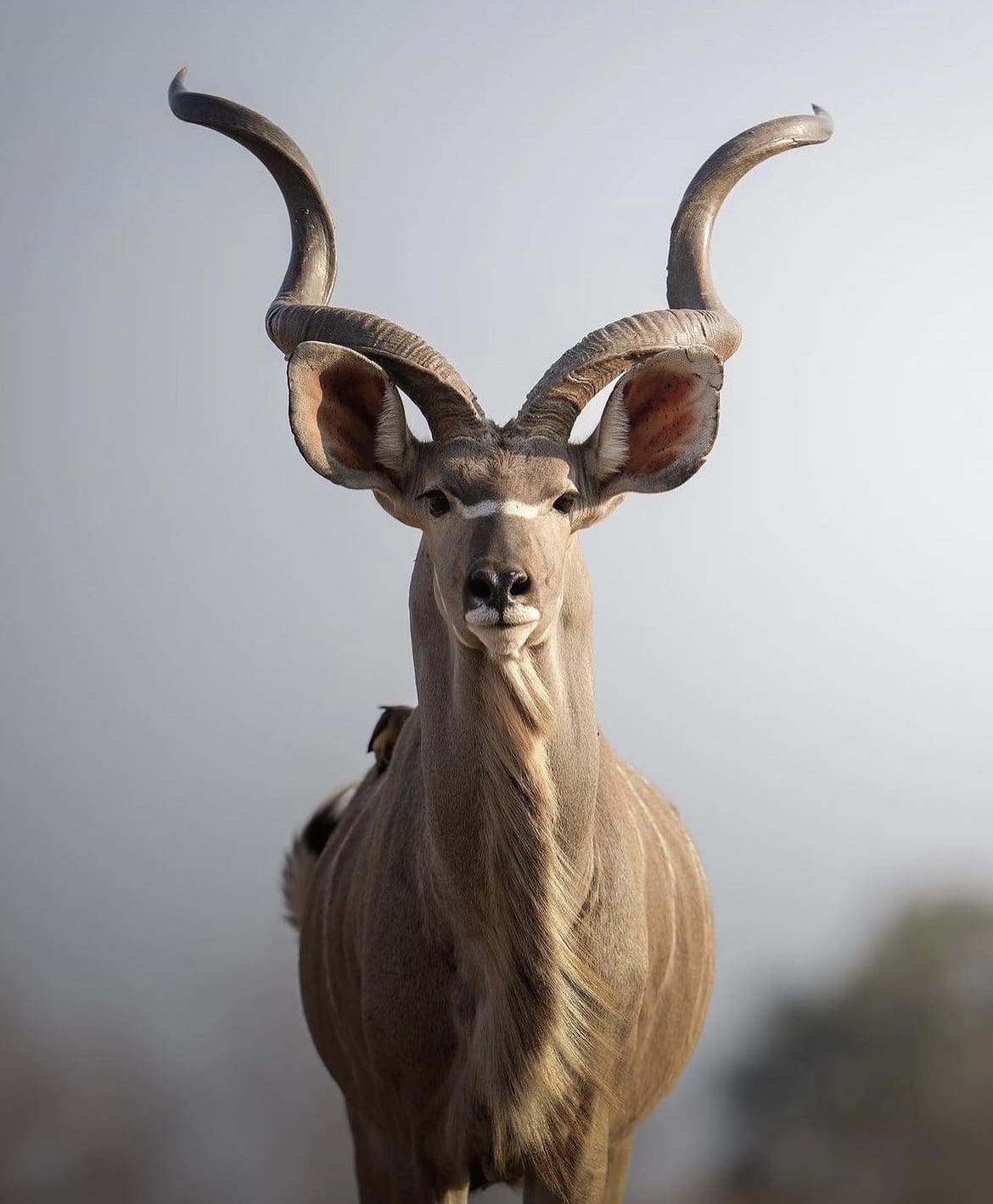 The Kudu