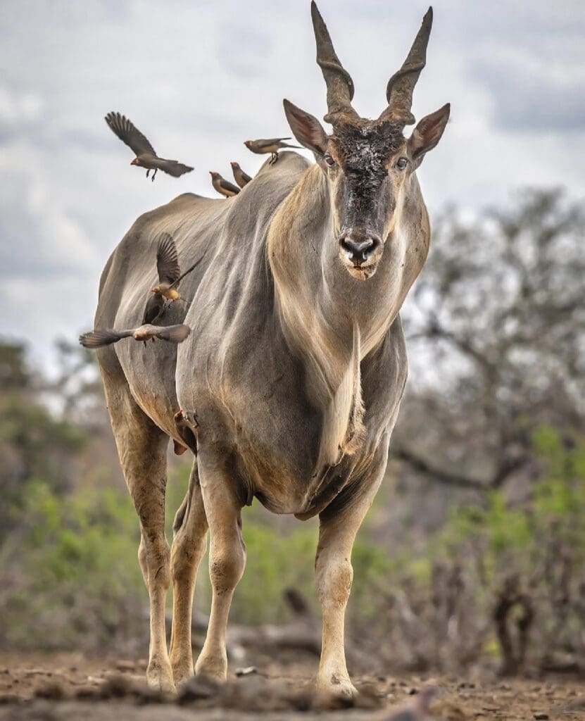 20 Majestic Antelope Species in Africa | Wildest