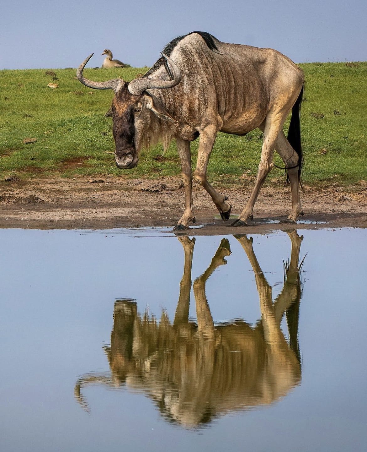 antelope in africa