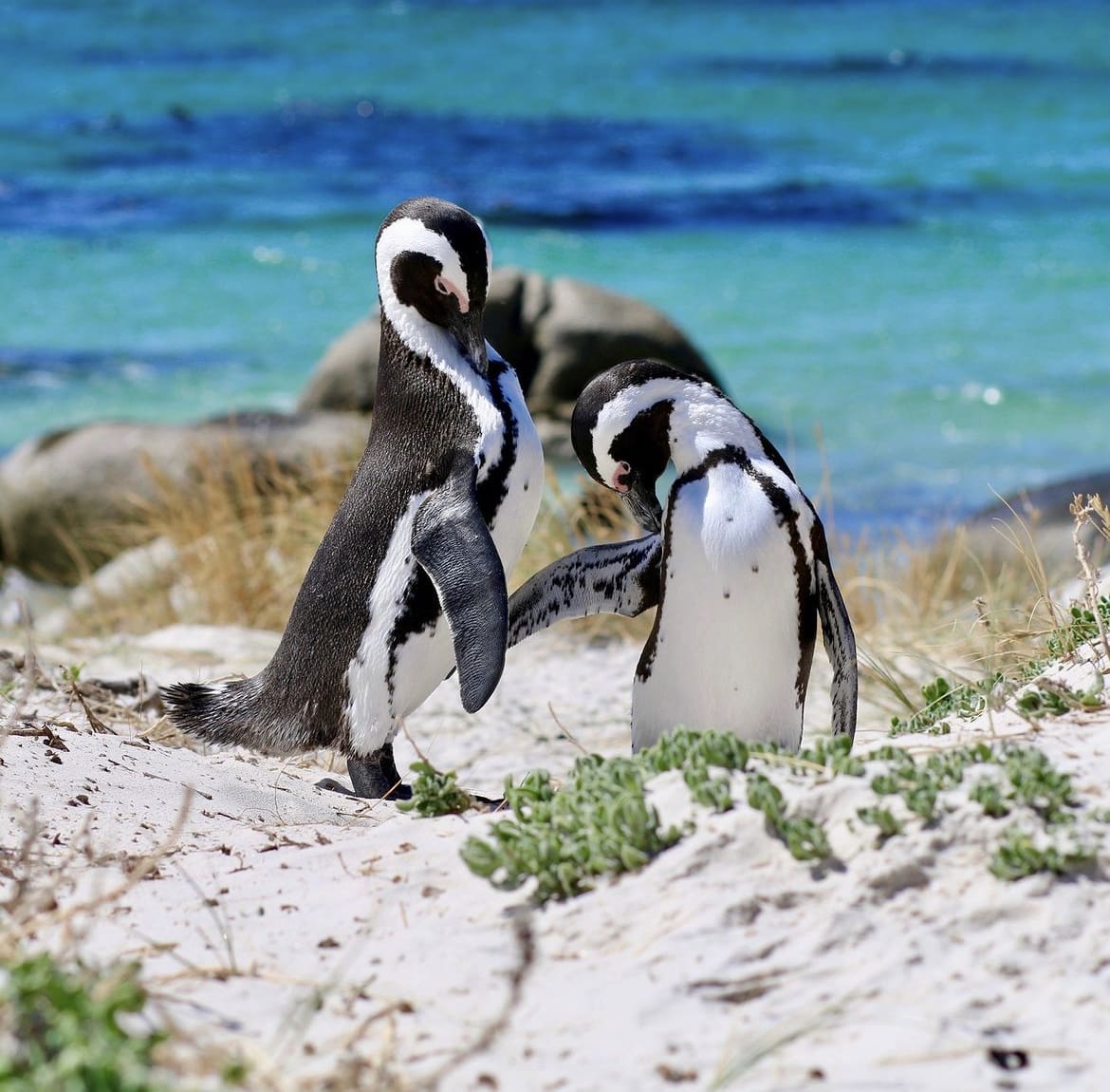 Penguins on boulders beach