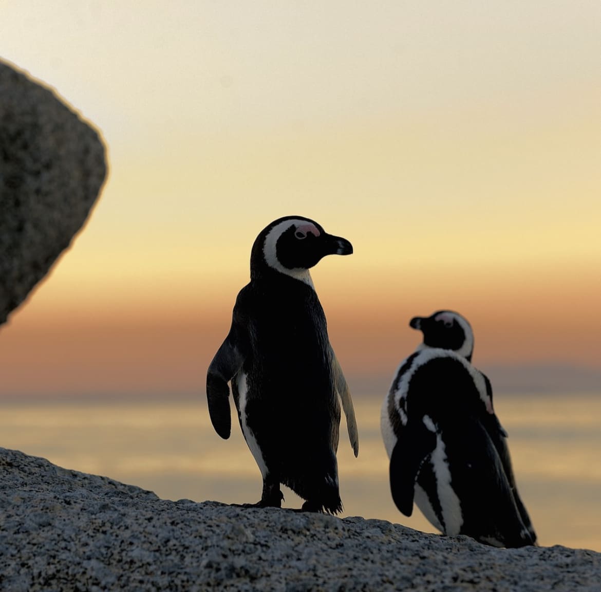 Penguins at sunrise in South Africa