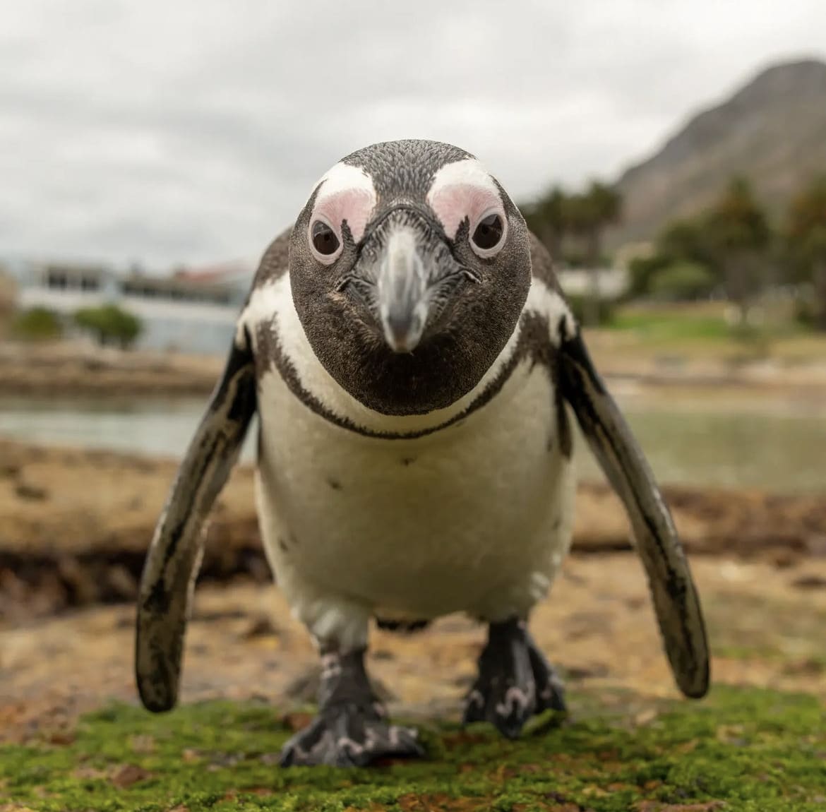 african penguin comes close to the camera