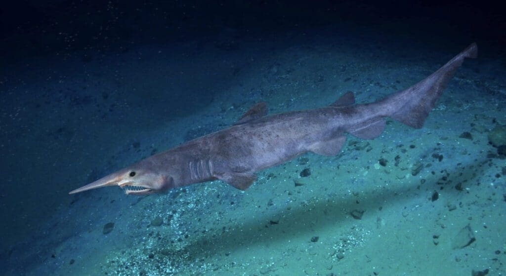 Get To Know The Goblin Shark | Wildest