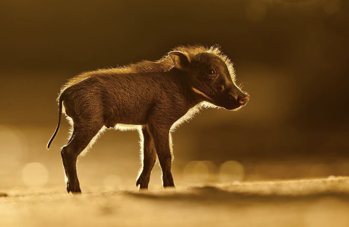 Baby warthog
