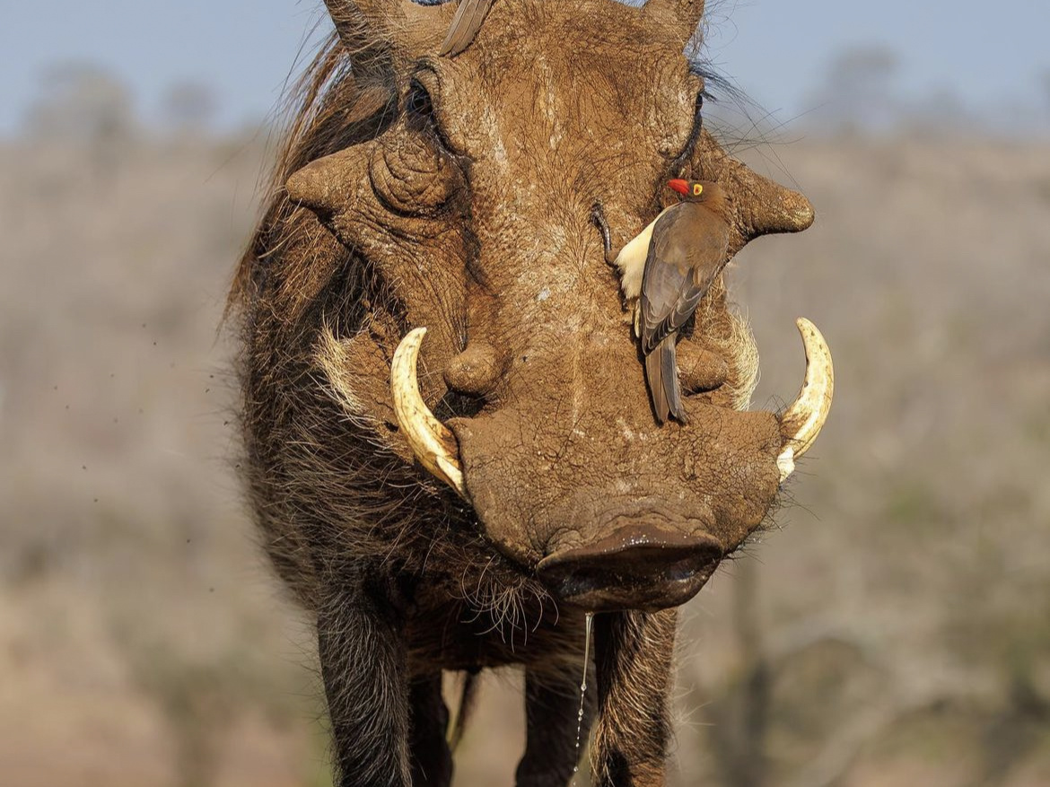 Warthog and ox peckers