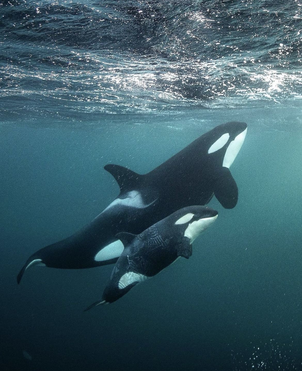 Orca mother and calf