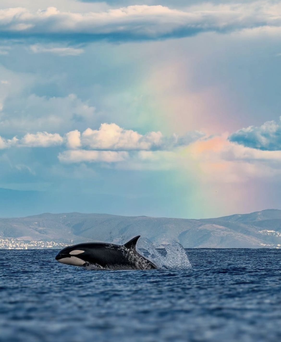 killer whale and rainbow