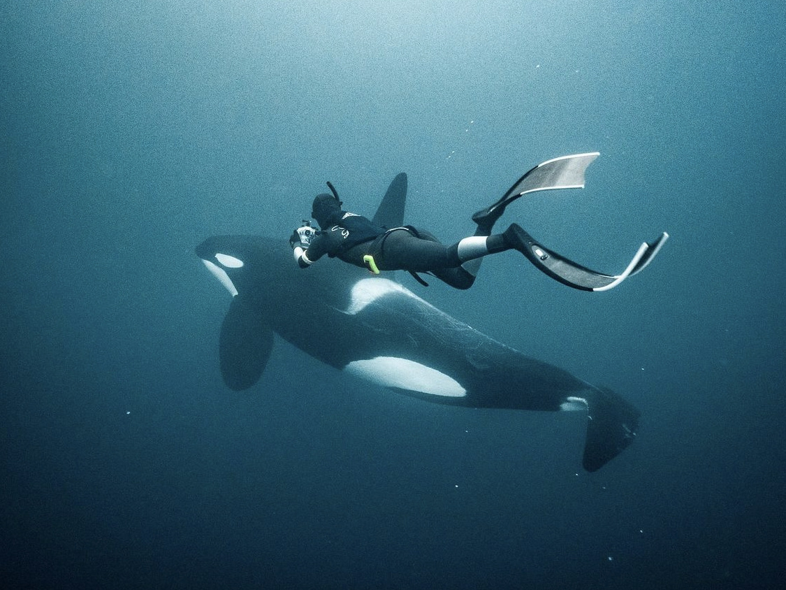 Diving with a wild orca