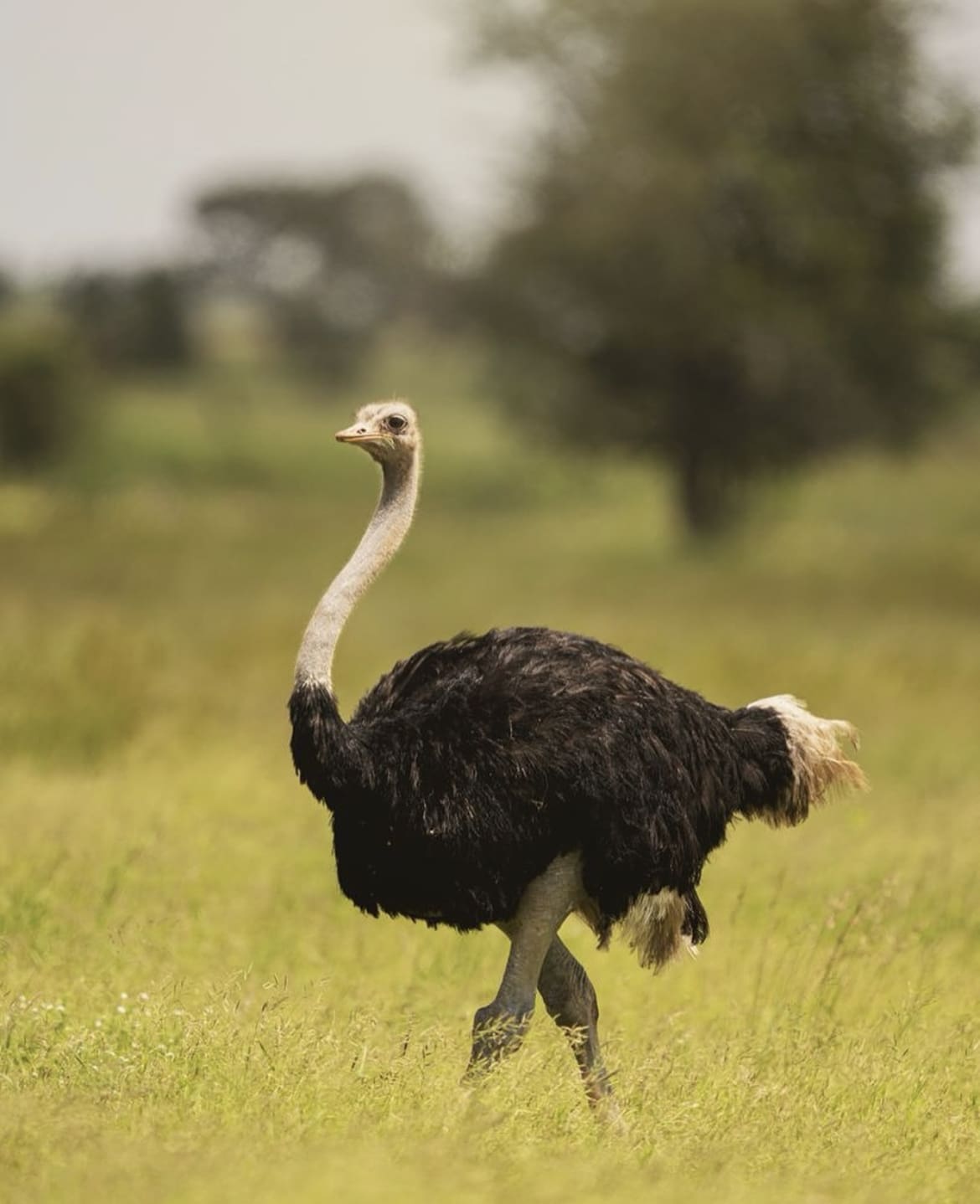 Common Ostrich - The World's 10 Largest Birds