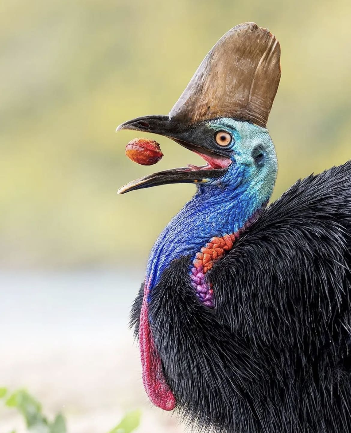 The Southern Cassowary - The World's 10 Largest Birds