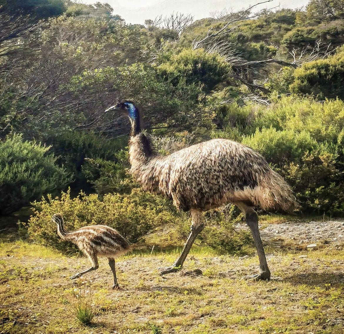 Emu mother and chick