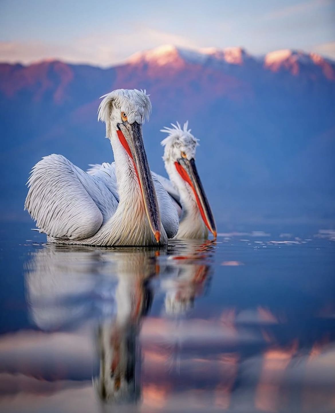 Dalmation Pelican - The World's 10 Largest Birds
