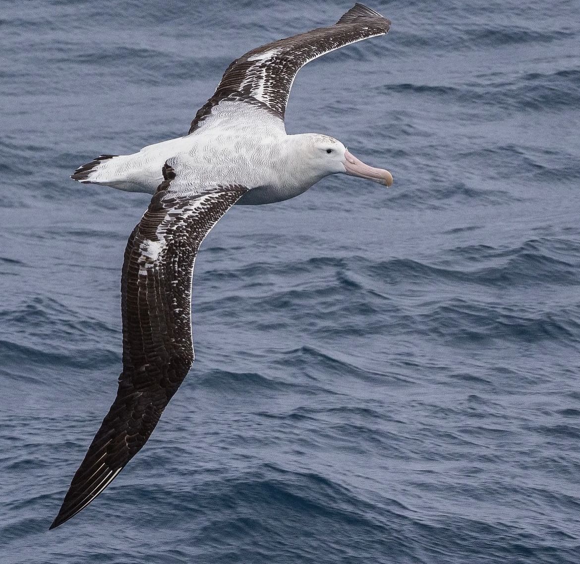 The Wandering Albatross - The World's 10 Largest Birds
