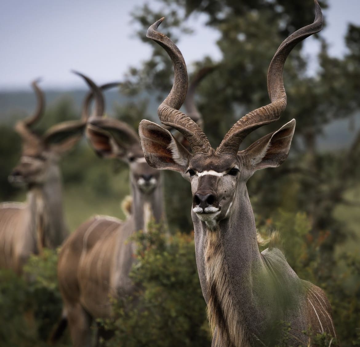 Antelopes in africa