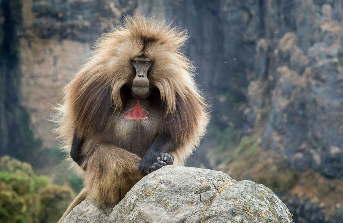 Gelada Ape in Ethiopia