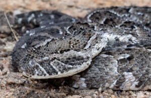 Get To Know The Puff Adder | Wildest