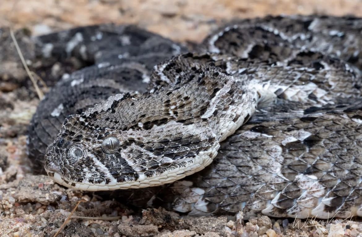 Venomous snakes in Africa