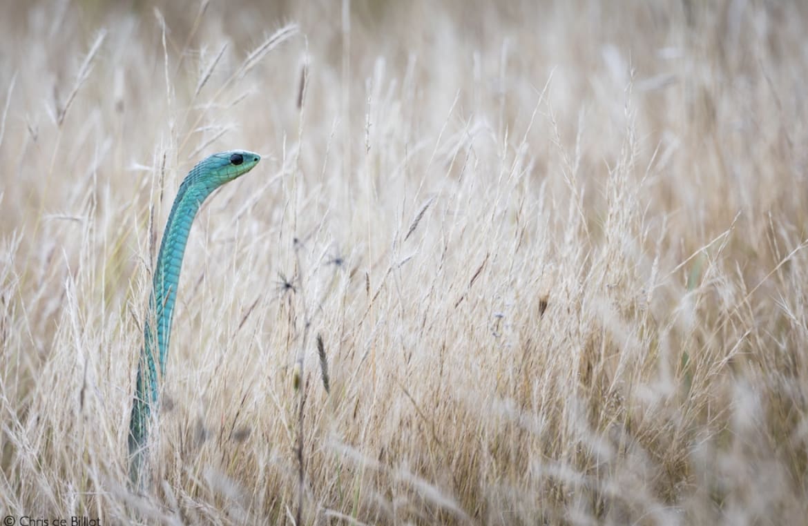 Boomslang in the grass