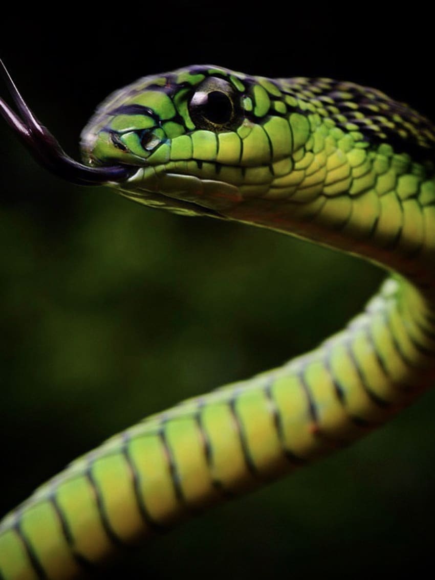 Green snake in Africa