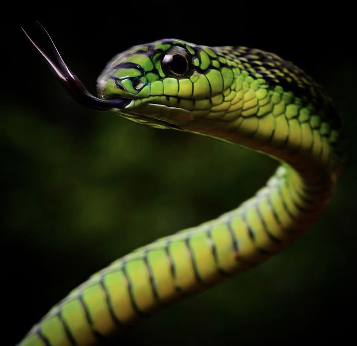 Green snake in Africa