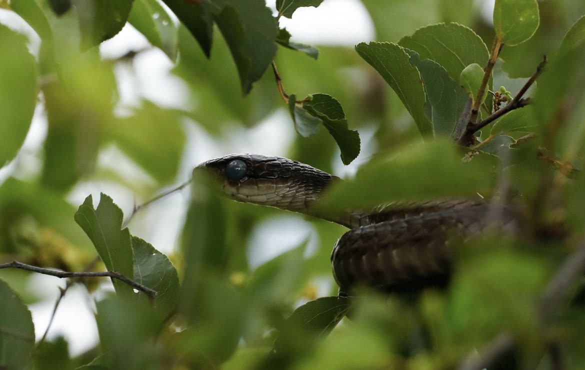 Boomslang in a tree