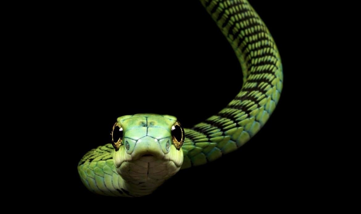 Green snake with large eyes