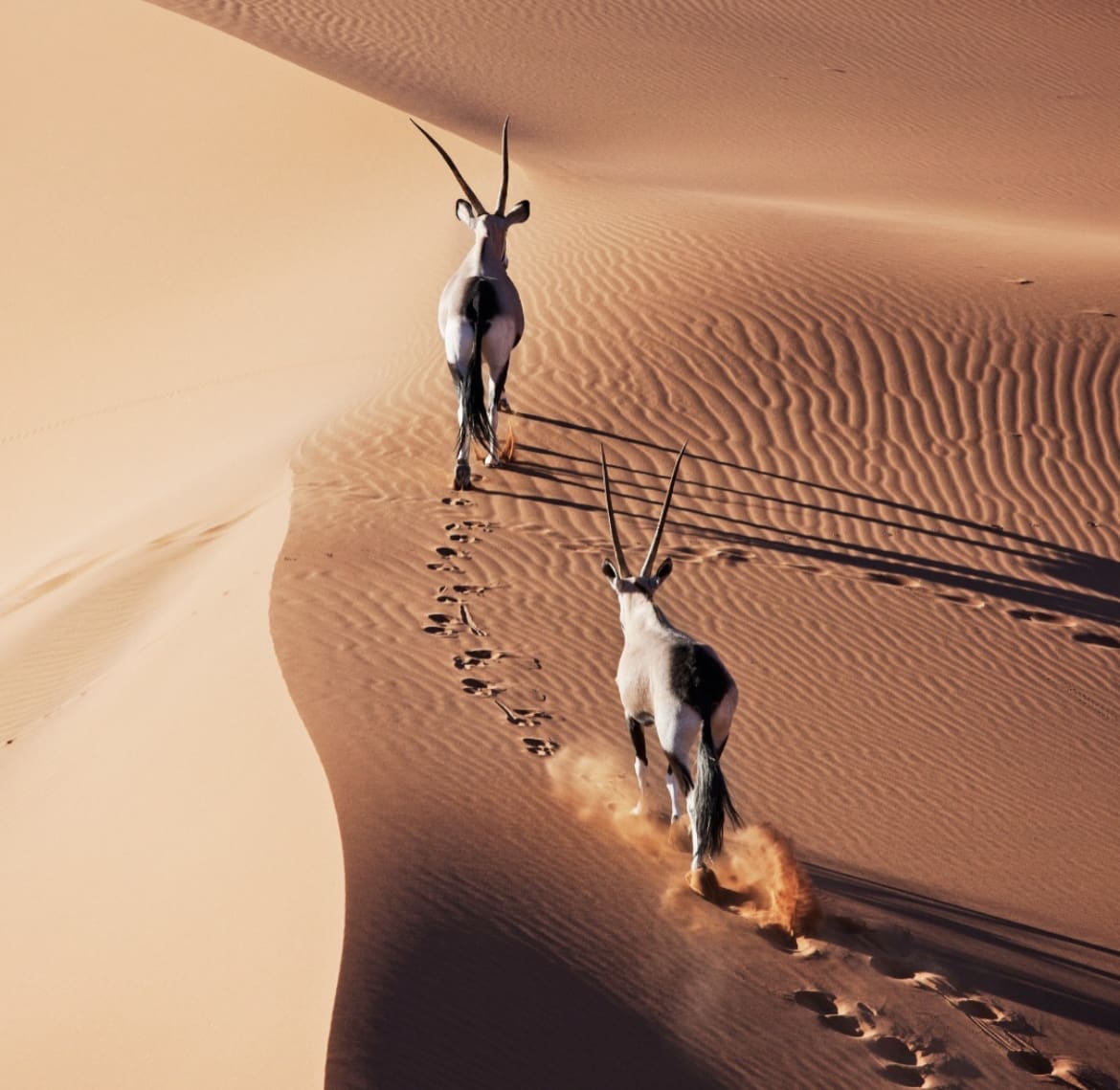 Oryx in the desert